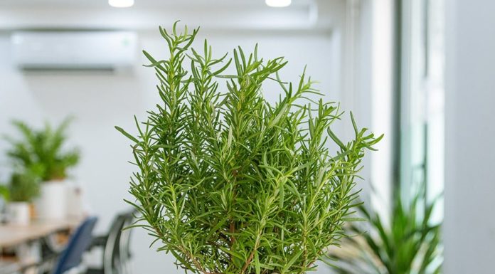 A natural sweetener that acts as a ‘medicine’ for lowering blood sugar and improving brain fog