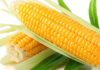 Uncovering the 8 Incredible Benefits of Eating Corn