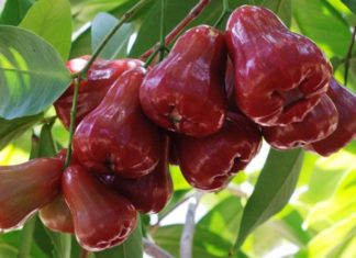 Discover the natural “elixir”: Sweet fruit aiding in blood sugar control, enhancing bone and joint health, and kidney support