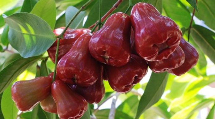 Discover the natural “elixir”: Sweet fruit aiding in blood sugar control, enhancing bone and joint health, and kidney support