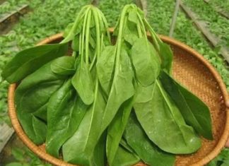 6 Surprising Benefits of the ‘King’ of Vietnamese Vegetables: Lowering Blood Sugar, Preventing Cancer, Anemia Relief