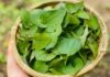 Wild herbs in Vietnam with insulin-like effects, beneficial for blood sugar control and immune support