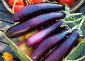 A miraculous fruit found abundantly in Vietnamese markets: The “wonder drug” for lowering blood sugar and rejuvenating the body