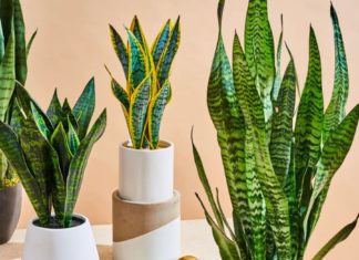 New Year’s Start: 4 Flowering Plants Like God of Wealth at Your Doorstep, Predicting a Smooth-Sailing Year