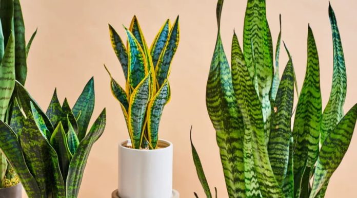 New Year’s Start: 4 Flowering Plants Like God of Wealth at Your Doorstep, Predicting a Smooth-Sailing Year