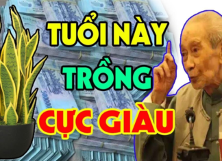 The Ideal Age for Lycoris Radiata: Prosperity Grows with Time