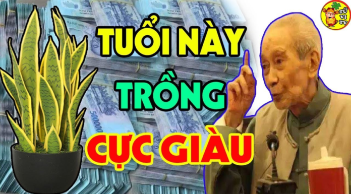 The Ideal Age for Lycoris Radiata: Prosperity Grows with Time