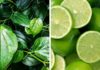 Cost-Effective Beauty Tips Using Betel Leaves