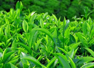 Tips for Strengthening and Promoting Hair Growth with Green Tea