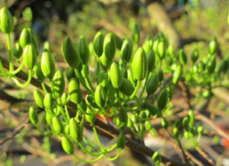 Tet Flower Care: How to Prolong Their Freshness