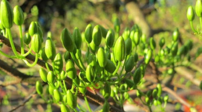 Tet Flower Care: How to Prolong Their Freshness