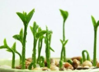 The beginning of the year planting this rare tree brings a refreshing and beautiful feeling of youthfulness and abundant fortune.