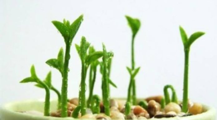 The beginning of the year planting this rare tree brings a refreshing and beautiful feeling of youthfulness and abundant fortune.