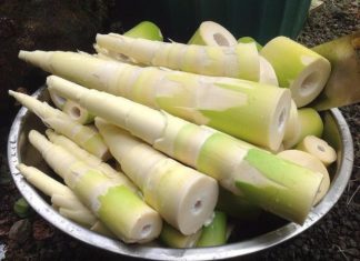 Don’t waste your money on fresh bamboo shoots if they have this characteristic, bitter and tasteless.