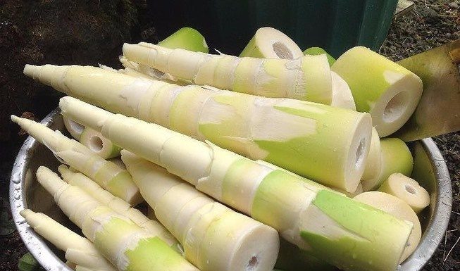 Don’t waste your money on fresh bamboo shoots if they have this characteristic, bitter and tasteless.
