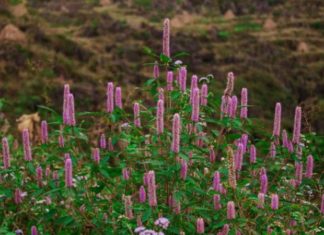 Reviewing Ha Giang’s Peppermint Honey: Is it Worth the Hype?