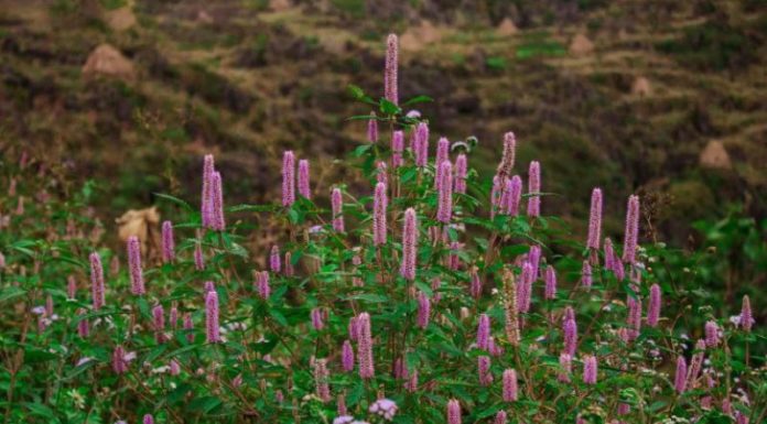 Reviewing Ha Giang’s Peppermint Honey: Is it Worth the Hype?