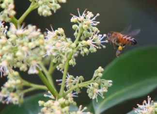 Exploring the Benefits of Cotton Flower Honey in B?c Giang