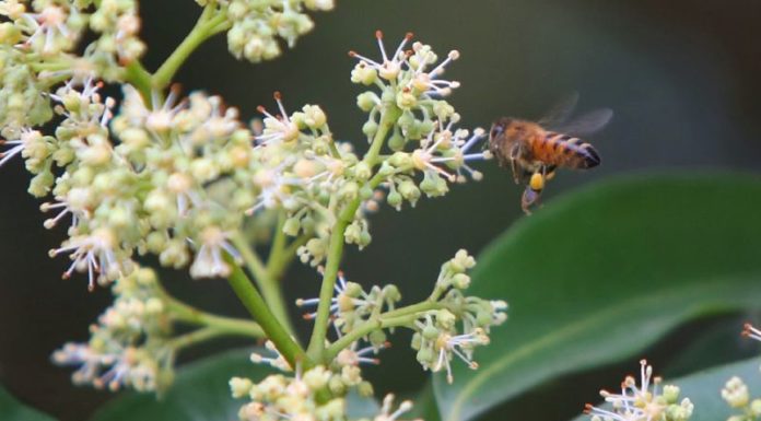 Exploring the Benefits of Cotton Flower Honey in B?c Giang