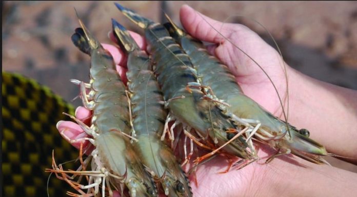 Keep your prawns fresh for a whole month with this simple trick