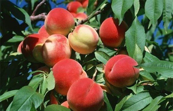 How to choose fresh, crunchy, and juicy peaches that everyone loves