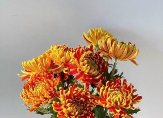 The Ultimate Guide to Choosing the Perfect Daisy Flowers for Your Tet Worship Table