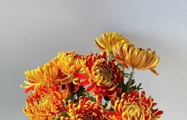 The Ultimate Guide to Choosing the Perfect Daisy Flowers for Your Tet Worship Table