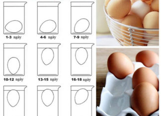 Choose Fresh and Delicious Eggs with Just 1 Simple Step – the Secret No Egg Seller Will Reveal