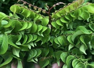 Making Home Treatment of Acne Scars with Sour Starfruit Leaves Easier