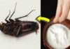 The Ultimate Disgust: Get rid of cockroaches with ‘one-way ticket’ inside your home without spending a penny.