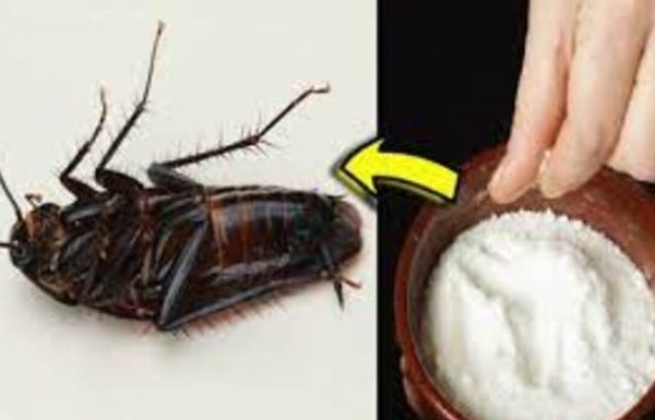 The Ultimate Disgust: Get rid of cockroaches with ‘one-way ticket’ inside your home without spending a penny.