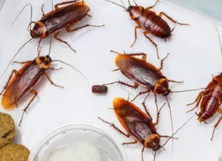 Indoor Plant that Repels Cockroaches: How Big of a Meal Can You Get?