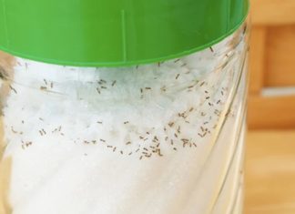 Use a stainless steel spoon to quickly get rid of ants in a sugar jar, simple and highly effective.