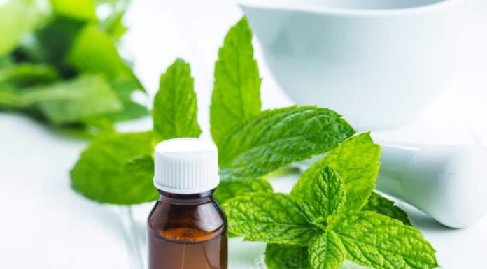 Strategies to Keep Flies, Ants, Cockroaches, and Other Indoor Insects Away