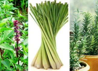 Protect Your Family from Dengue Fever with 6 Simple Ways to Repel Mosquitoes