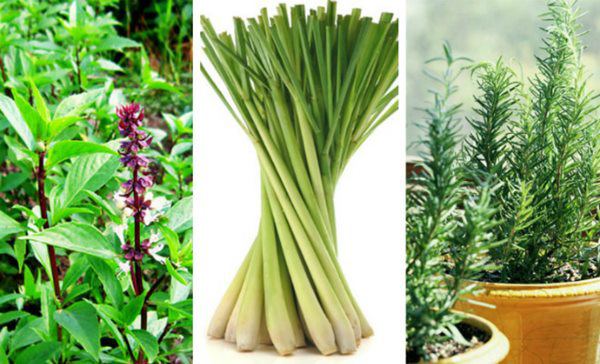 Protect Your Family from Dengue Fever with 6 Simple Ways to Repel Mosquitoes