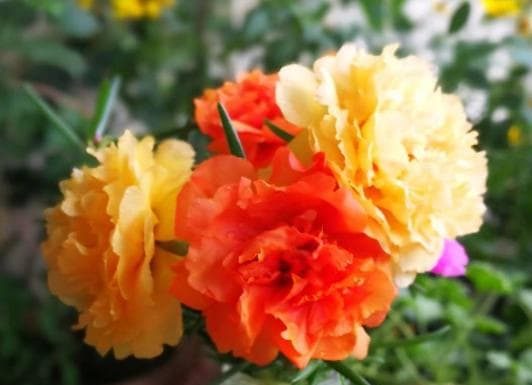 Twice the beauty and freshness with this miracle pill