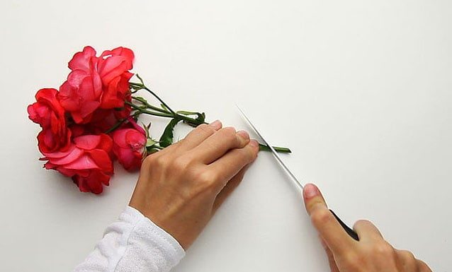 Revive your withered flower in just 3 simple steps