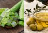 Using Aloe Vera and Olive Oil to Help Combat Hair Loss