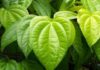 Best Betel Leaf Remedies For Underarm Odor – Cheap and Effective