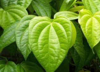 Best Betel Leaf Remedies For Underarm Odor – Cheap and Effective