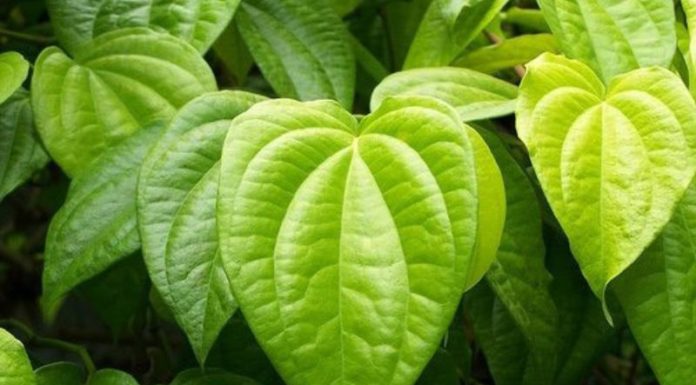 Best Betel Leaf Remedies For Underarm Odor – Cheap and Effective