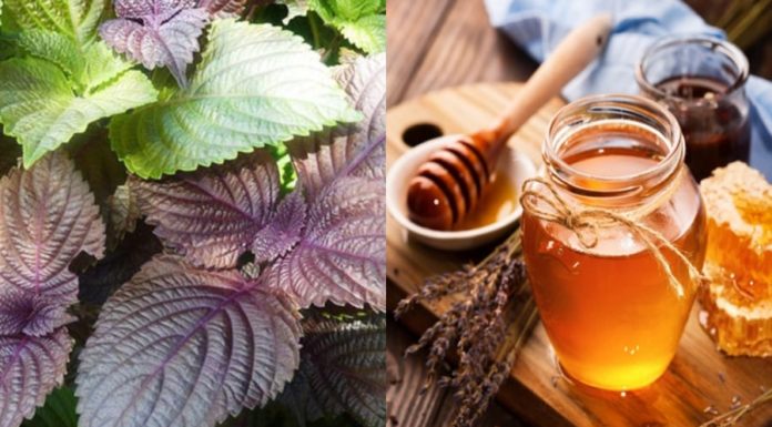 “4 Beauty Tips with Basil Leaves: Don’t Miss Out on Gorgeous Skin!”