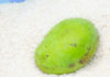 Put mangoes in the rice barrel, an ancient trick that modern women may not know.