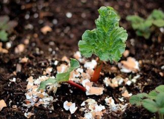Growing Clean Vegetables: Tips and Tricks