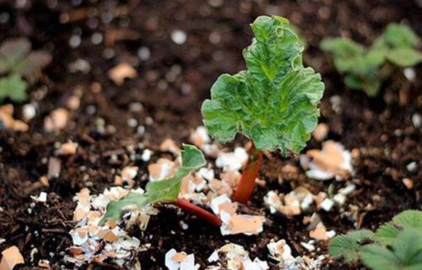 Growing Clean Vegetables: Tips and Tricks