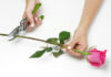 4 Efficient Ways to Ensure Your Flowers Last Longer