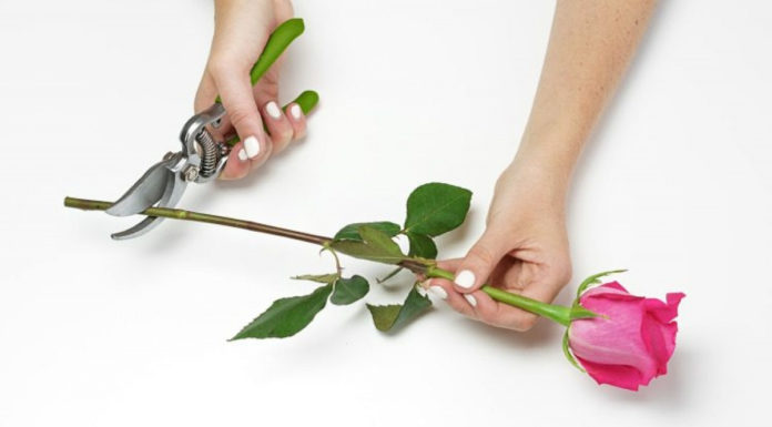 4 Efficient Ways to Ensure Your Flowers Last Longer