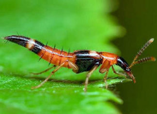 Dealing with Ant Bites During the Rainy Season