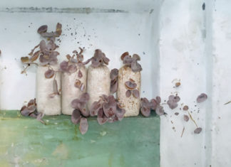 Why is Fresh Moss Not Usable While All Foods Like to Be Fresh? Must-Knows for Using Fresh Moss Without Harm.